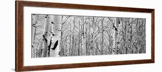 Aspen Trees in a Forest-null-Framed Photographic Print