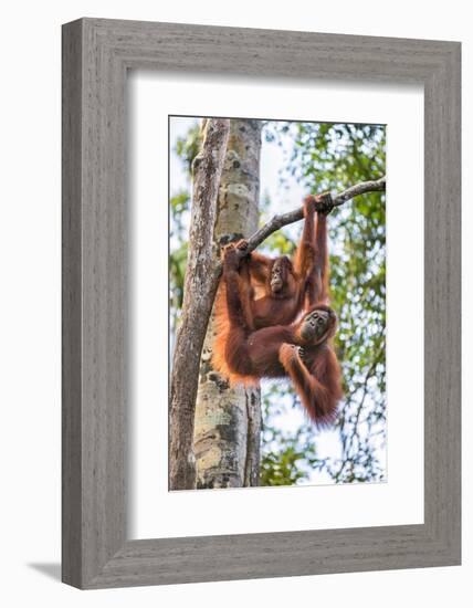 Indonesia, Central Kalimatan-Nigel Pavitt-Framed Photographic Print