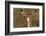 Impala Portrait, Ruaha National Park, Tanzania - an Alert Ewe Stares Directly at the Camera-William Gray-Framed Photographic Print