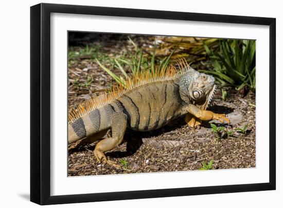 Green Iguana, Iguana Iguana, Grassy Key, Florida, United States of America, North America-Michael Runkel-Framed Photographic Print