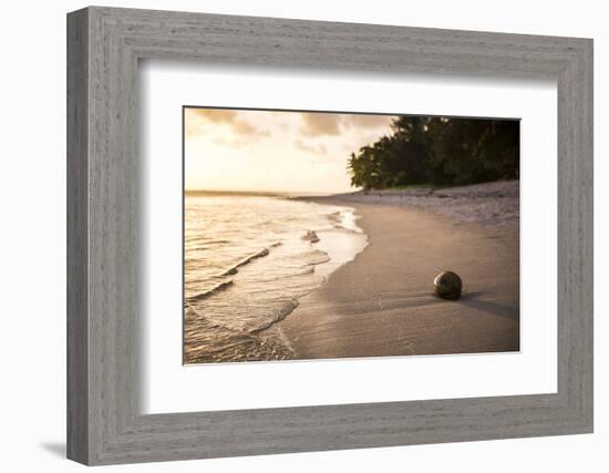 Coconut on a Tropical Beach at Sunset, Rarotonga Island, Cook Islands, South Pacific, Pacific-Matthew Williams-Ellis-Framed Photographic Print
