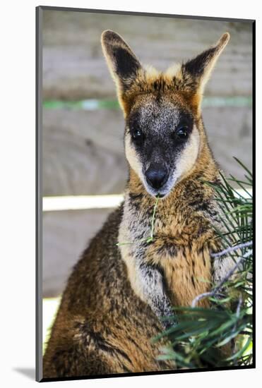 Kangaroo Eating and Looking at the Camera, Queensland, Australia Pacific-Noelia Ramon-Mounted Photographic Print