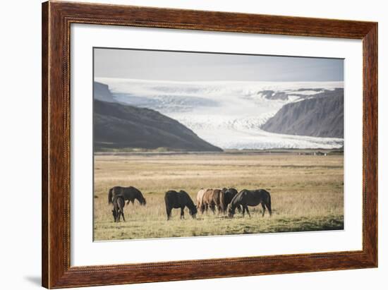 Icelandic Horses with a Glacier Running Down from the Vatnajokull Ice Cap Behind, Polar Regions-Matthew Williams-Ellis-Framed Photographic Print