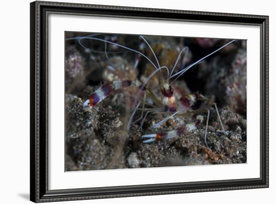 A Banded Coral Shrimp Crawls on the Seafloor-Stocktrek Images-Framed Photographic Print