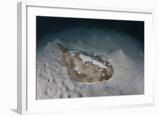 An Electric Ray on the Seafloor of Turneffe Atoll Off the Coast of Belize-Stocktrek Images-Framed Photographic Print