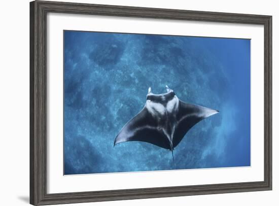 A Large Reef Manta Ray Swims Through Clear Water in Raja Ampat-Stocktrek Images-Framed Photographic Print