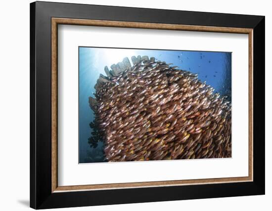 School of Golden Sweepers in Komodo National Park, Indonesia-Stocktrek Images-Framed Photographic Print