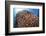 School of Golden Sweepers in Komodo National Park, Indonesia-Stocktrek Images-Framed Photographic Print