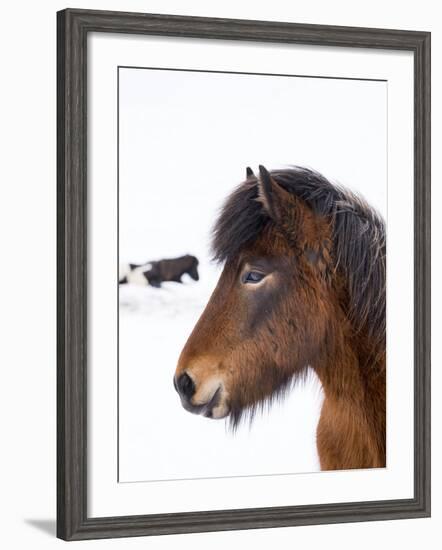 Icelandic Horse with Typical Winter Coat, Iceland-Martin Zwick-Framed Photographic Print