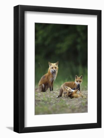 Red Fox Adults with Kit, Illinois-Richard and Susan Day-Framed Photographic Print