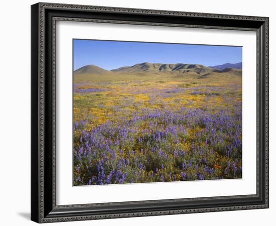 California, Douglas Lupine, California Poppy-John Barger-Framed Photographic Print