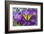 Two-Tailed Swallowtail Butterfly-Darrell Gulin-Framed Photographic Print