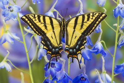 Photographic Print, , small