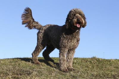 Photographic Print, , small