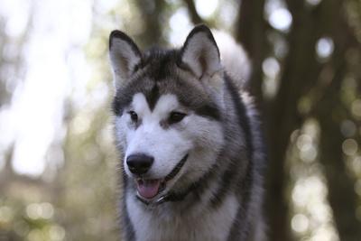 Photographic Print, , small