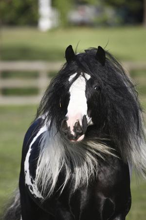 Photographic Print, , small