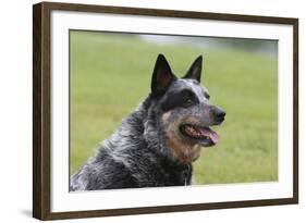 Australian Heeler 13-Bob Langrish-Framed Photographic Print