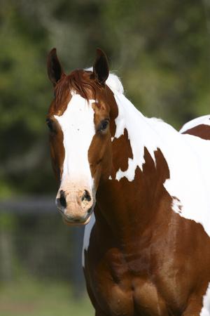 Photographic Print, , small