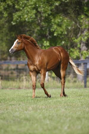 Photographic Print, , small