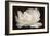 White Tulip III-Cora Niele-Framed Photographic Print