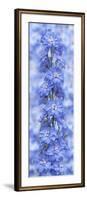 Blue Larkspur-Cora Niele-Framed Photographic Print