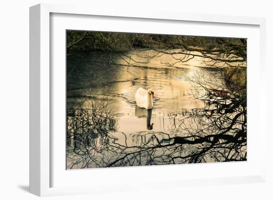 Swan-Claire Willans-Framed Photographic Print