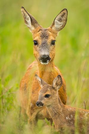 capreolus roe fawn blickwinkel
