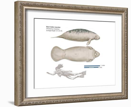 West Indian Manatee (Trichechus Manatus), Mammals-Encyclopaedia Britannica-Framed Art Print