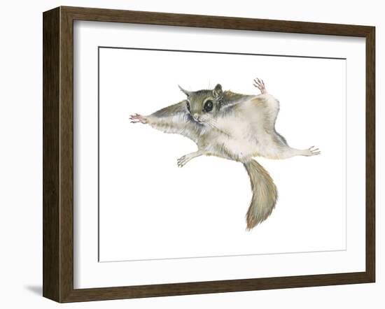 New World Flying Squirrel (Glaucomys), Mammals-Encyclopaedia Britannica-Framed Art Print