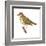 Wood Thrush (Hylocichla Mustelina), Birds-Encyclopaedia Britannica-Framed Art Print