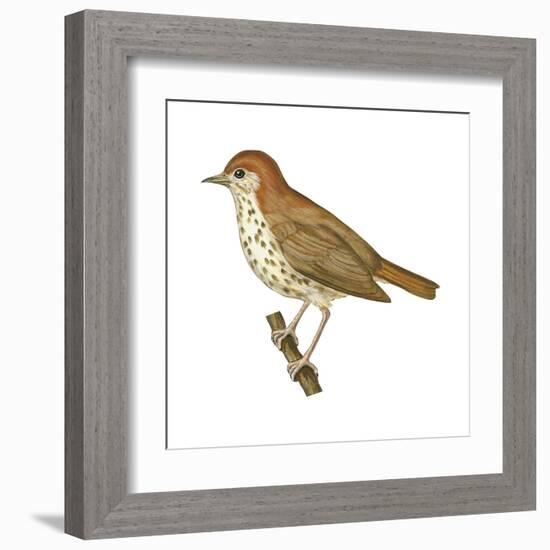 Wood Thrush (Hylocichla Mustelina), Birds-Encyclopaedia Britannica-Framed Art Print