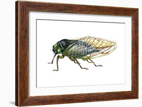 Harvest Fly (Tibicen Linnei), Insects-Encyclopaedia Britannica-Framed Art Print