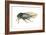 Harvest Fly (Tibicen Linnei), Insects-Encyclopaedia Britannica-Framed Art Print
