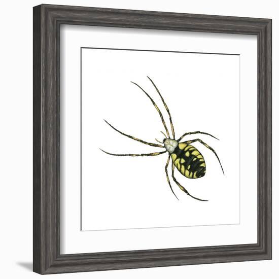 Golden Garden Spider (Argiope Aurantia), Arachnids-Encyclopaedia Britannica-Framed Art Print