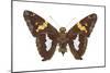 Skipper Butterfly - Underside (Epargyreus Clarus), Silver-Spotted Skipper, Insects-Encyclopaedia Britannica-Mounted Art Print