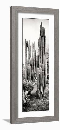 ¡Viva Mexico! Panoramic Collection - Cactus V-Philippe Hugonnard-Framed Photographic Print