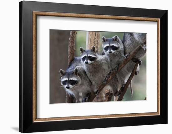 Northern Raccoon (Procyon Lotor), Group Standing On Branch, Captive-Claudio Contreras-Framed Photographic Print