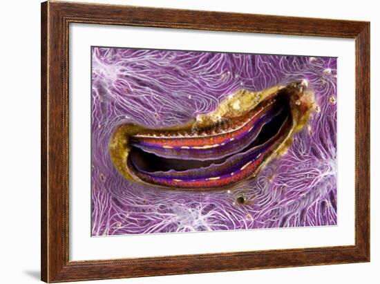 Bivalve Scallop (Pedum Spondyloideum) Inside A Coral Covered With Purple Sponge-Franco Banfi-Framed Photographic Print