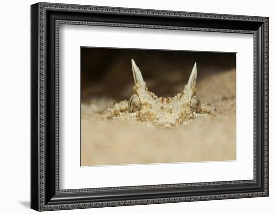 African Horned Viper (Cerastes Cerastes), Captive-Claudio Contreras-Framed Photographic Print