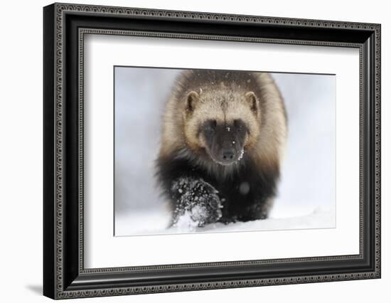 Wolverine (Gulo Gulo) Portrait-Igor Shpilenok-Framed Photographic Print