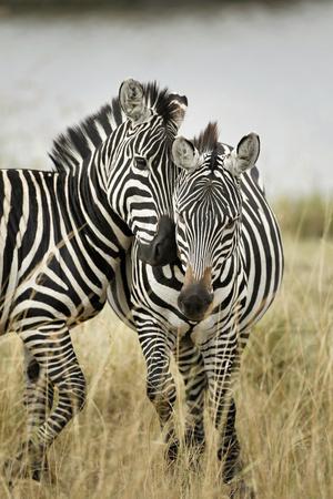 Premium Photographic Print, , small