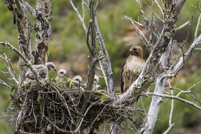 Photographic Print, , small