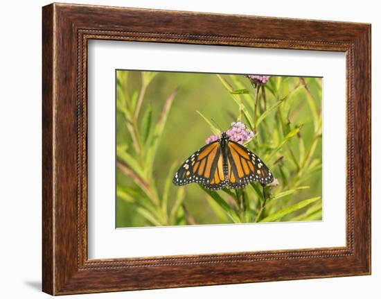 Monarch Butterfly on Swamp Milkweed, Marion County, Il-Richard and Susan Day-Framed Photographic Print