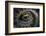 Close Up of Scales of an Anaconda, Guyana-Pete Oxford-Framed Photographic Print