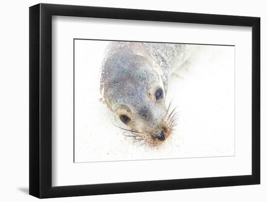 Ecuador, Galapagos Islands, San Cristobal, Cerro Brujo. Face of a Young Galapagos Sea Lion-Ellen Goff-Framed Photographic Print