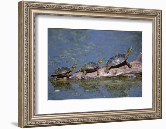 Western Painted Turtle, Two Sunning Themselves on a Log, National Bison Range, Montana, Usa-John Barger-Framed Photographic Print