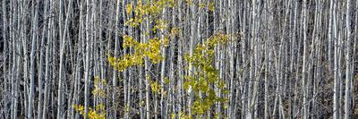 Photographic Print, , small