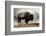 Bison in Mist, Upper Geyser Basin Near Old Faithful, Yellowstone National Park, Wyoming-Adam Jones-Framed Photographic Print