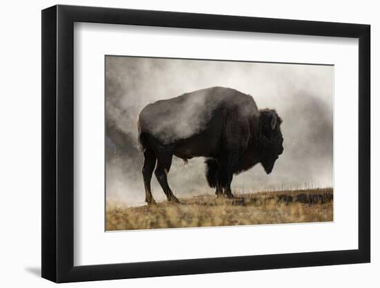 Bison in Mist, Upper Geyser Basin Near Old Faithful, Yellowstone National Park, Wyoming-Adam Jones-Framed Photographic Print