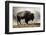 Bison in Mist, Upper Geyser Basin Near Old Faithful, Yellowstone National Park, Wyoming-Adam Jones-Framed Photographic Print